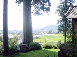 右馬允さんの杉