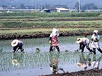 田植え